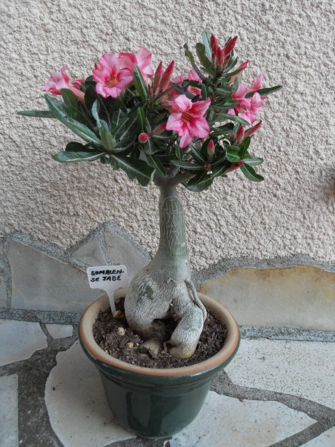 la culture et l'entretien de l'adenium (Rose du désert) - Page 3 Sdc11433