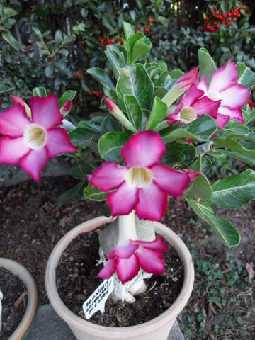 Adenium Obesum - Set de 2 - Rose du desert - Plantes exotique