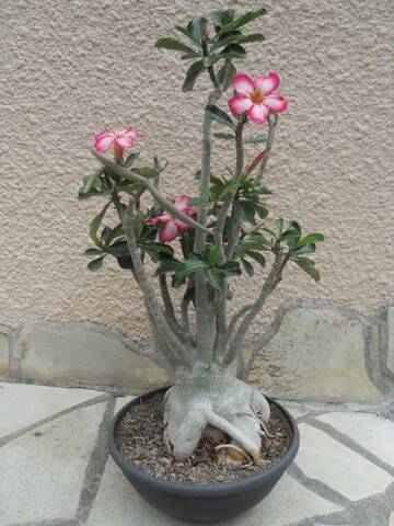 Rose du désert (Adenium) : entretien pour une belle floraison