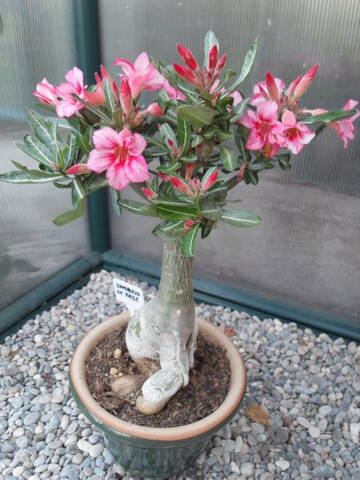 Rose du désert (Adenium) : entretien pour une belle floraison