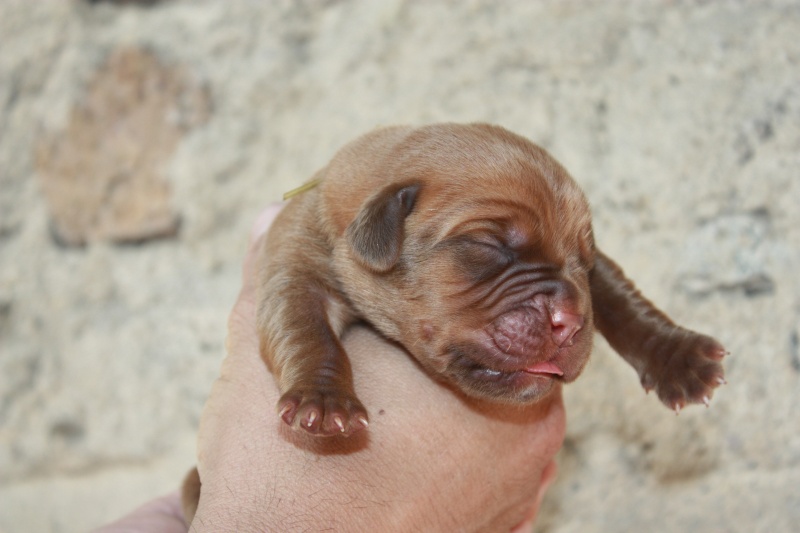 Naissance le 31/05/12 9 chiots Dept 63 Img_8711