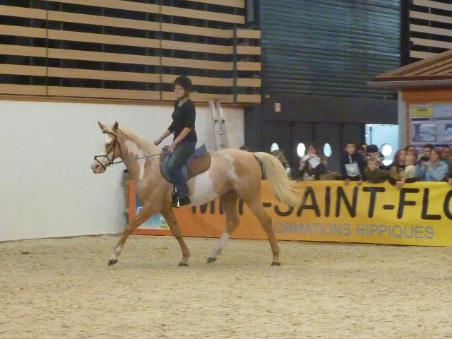 championnat de france du barbe EQUITA LYON 2011(26/10/11) - Page 2 P1090614