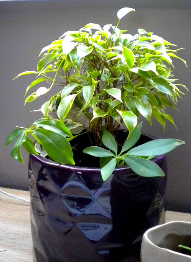 mes petites plantes et semis divers - Page 2 Ficus_10