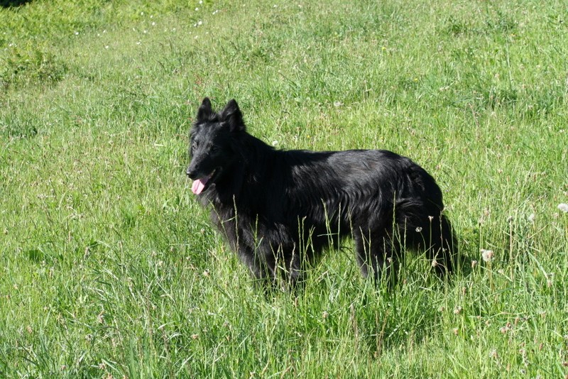 Chiots Berger Belge Tervueren Img_8610
