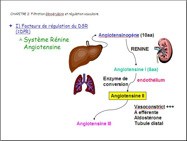 PCEM2: Physiologie Rnale Untitl11