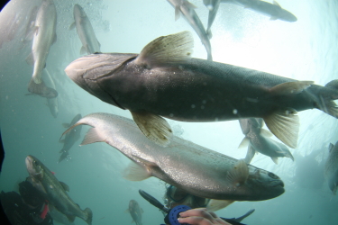 Capernwray 17 July Img_1428