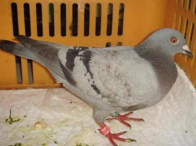 Pigeon du Maroc trouvé au Brésil 313