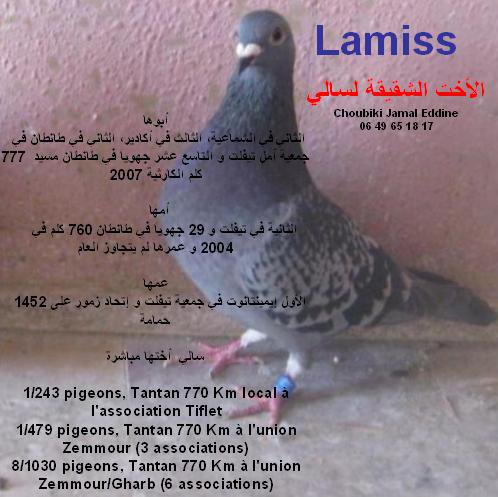 أنثى للبيع Lamis10