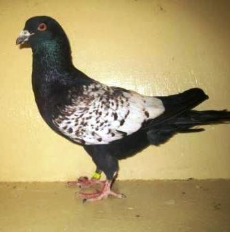Les pigeons de Liban Noirma10