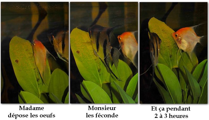 [Placés] Scalaire, gourami, pleco [76] 31710610