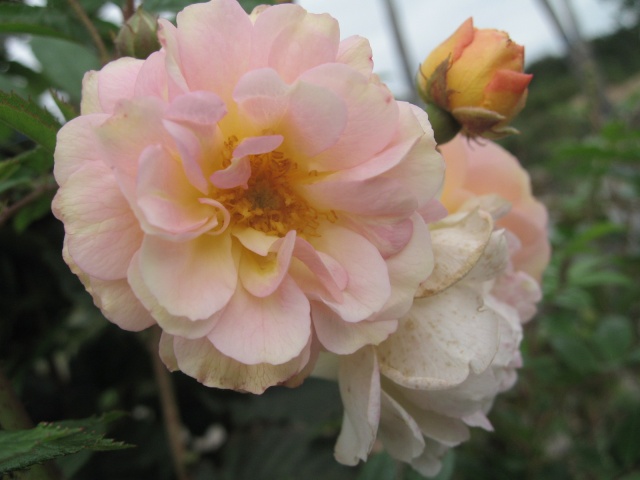 les roses du jardin 0110