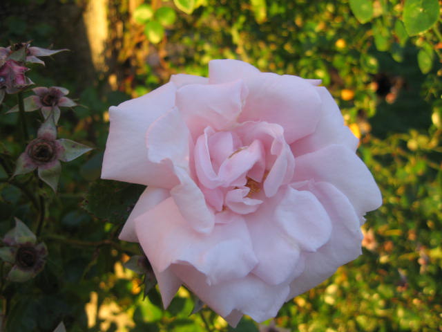 les roses du jardin 01_1310