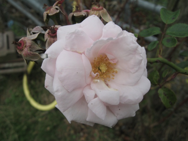 les roses du jardin 01_310