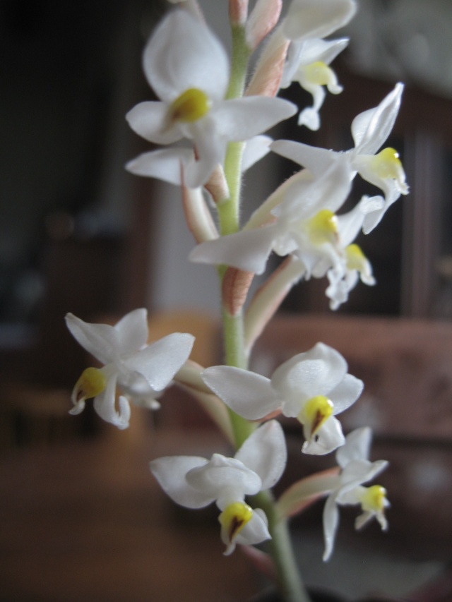 orchidée bijou 1_3010