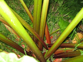 ma rhubarbe Img_0144