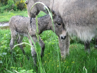 une nouvelle naissance Img_0166