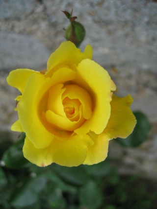 fleurs de marc et mario - Page 5 Img_0268