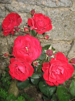 fleurs de marc et mario - Page 5 Img_0272