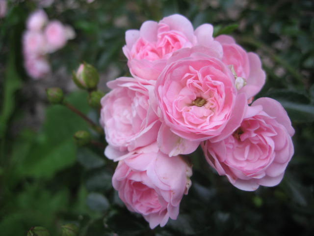 les roses du jardin Img_0372