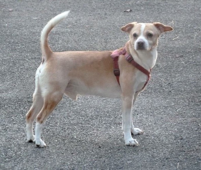 SNOOPY, Pinscher né le 15/10/03 (Toulon 83) cherche adoptant ! 57941610