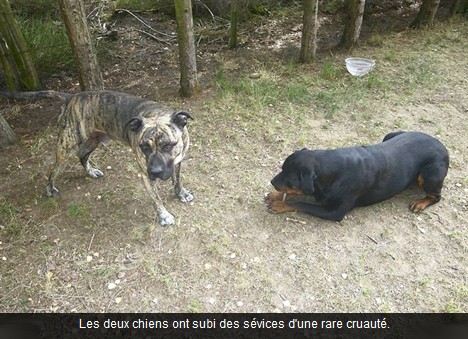 vigilance à Yvré-le-Pôlin (72) VOL et actes de barbarie sur 2 chiens ! 28/07/2011 Sans_t10