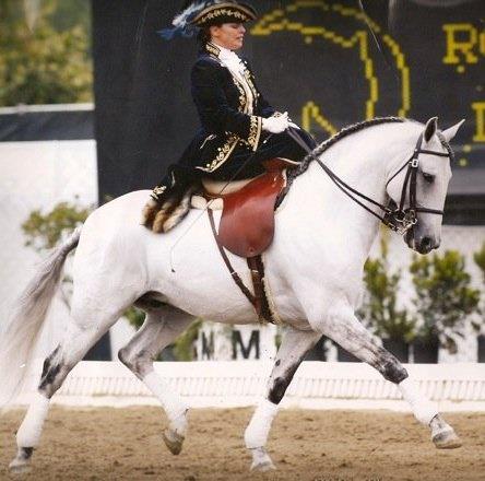 Emir et ses premiers pas en tant que cheval de Dame. 39233610