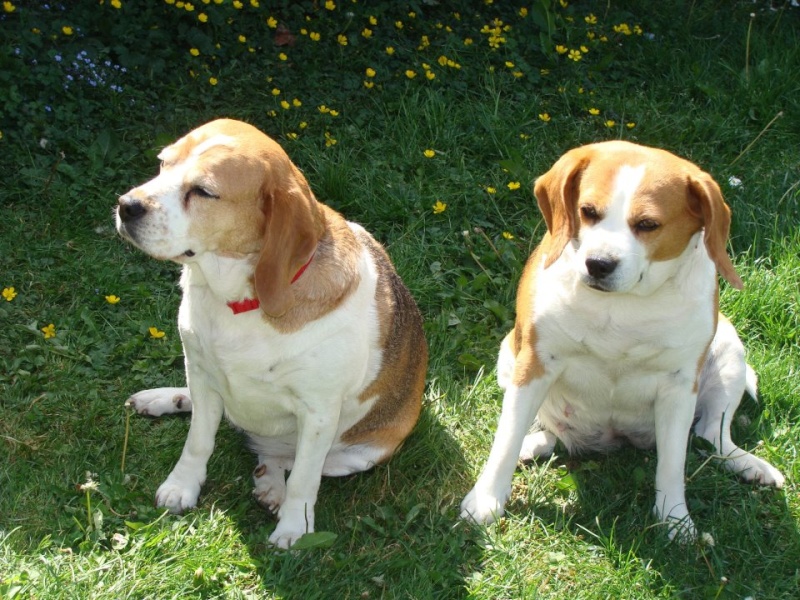 VICKY, beagle femelle, 5 ans (59) 41807012