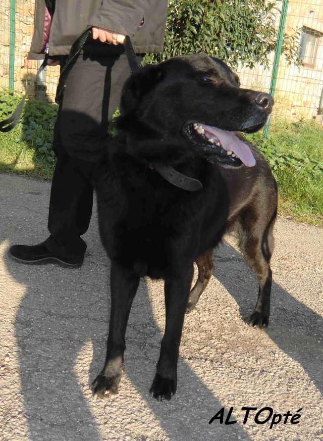 Alto grand croisé Labrador noir tonique 4 ans Acimg229