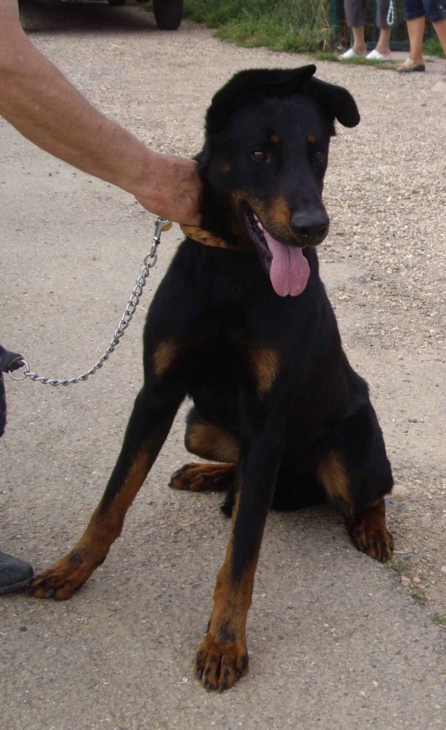 WOLF, beauceron de 3 ans Wolf1211