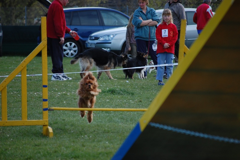 Photos d'agility Concou13