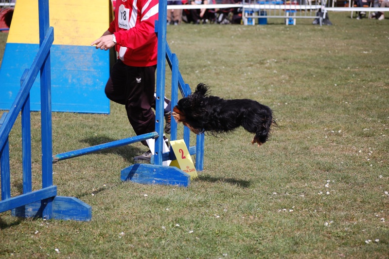 Photos d'agility Concou14