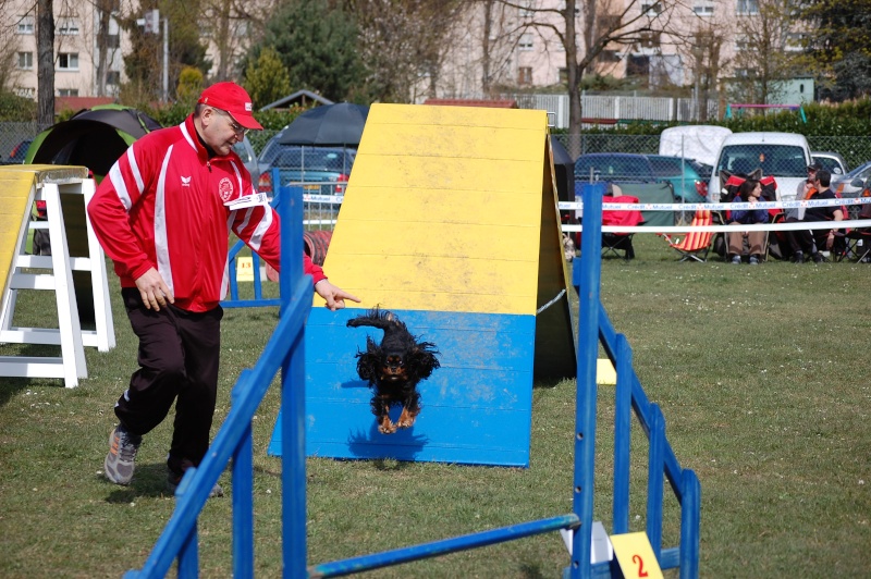 Photos d'agility Concou15