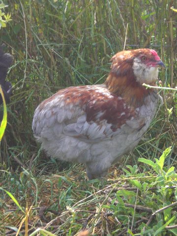 Les grandes races de l'élevage de poulesdumonde Cimg4213