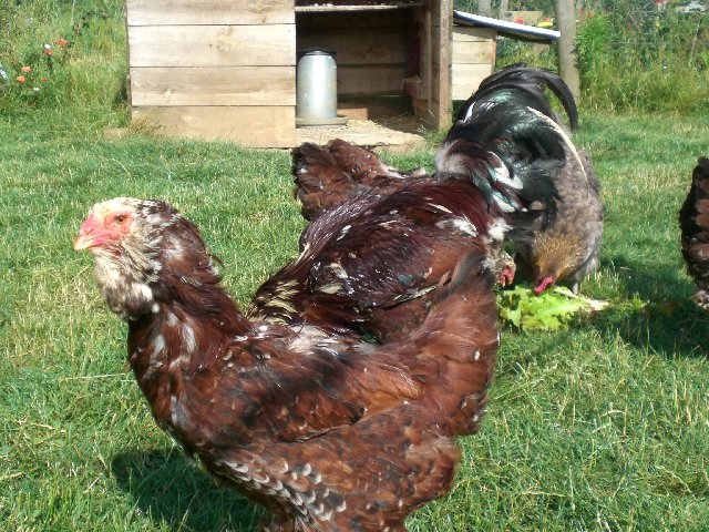 Les grandes races de l'élevage de poulesdumonde Cimg4216