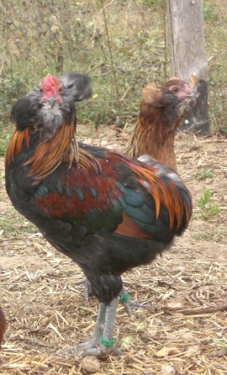 Différences araucana et améraucana Couple10