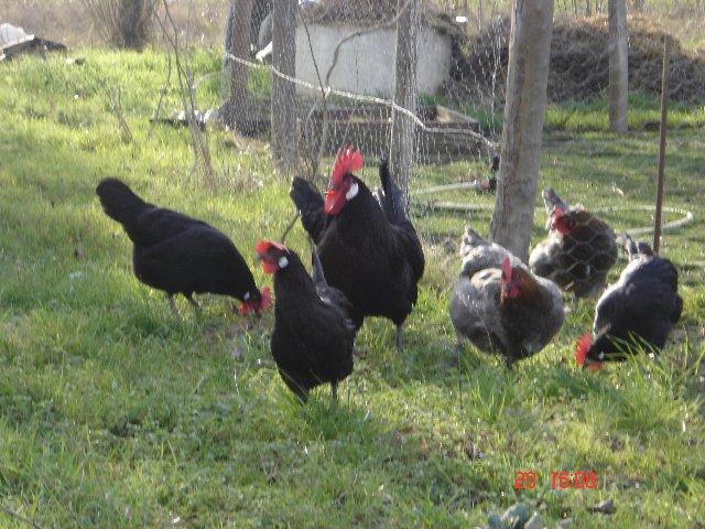 présentation de l'élevage poulesdumonde Dsc02510
