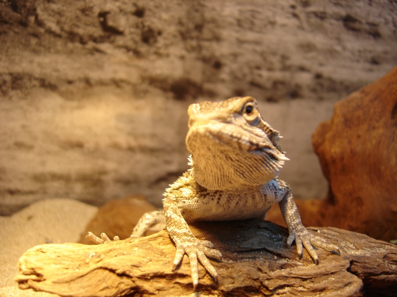 Des nouvelles d'Orion (pogona vitticeps) Dsc02827