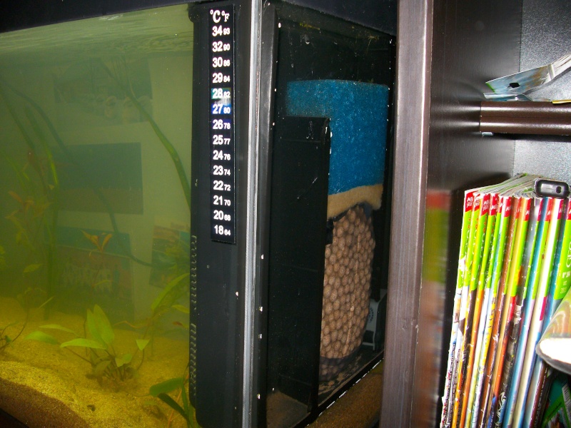 Mon aquarium de 100 litres Imgp1411