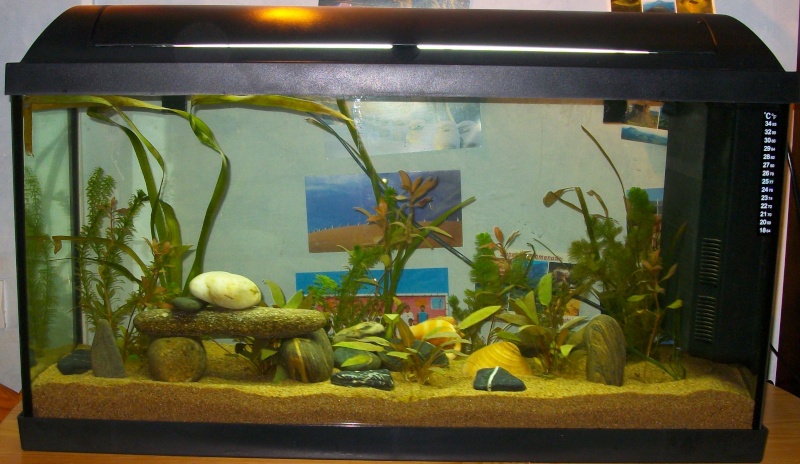 Mon aquarium de 100 litres Imgp1414