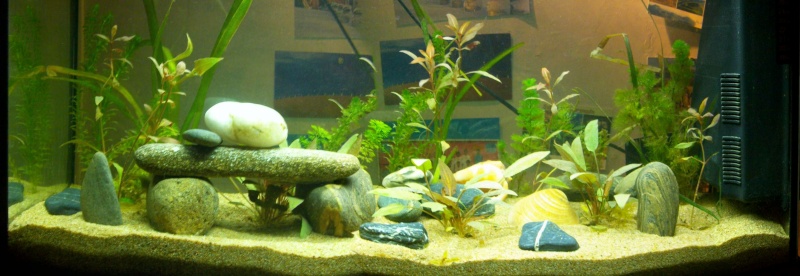 Mon aquarium de 100 litres Imgp1415
