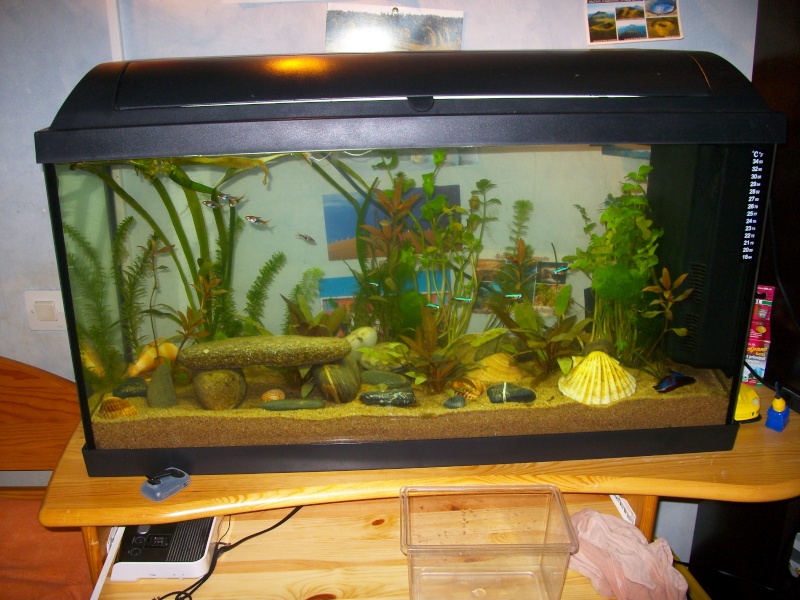 Mon aquarium de 100 litres Imgp1510