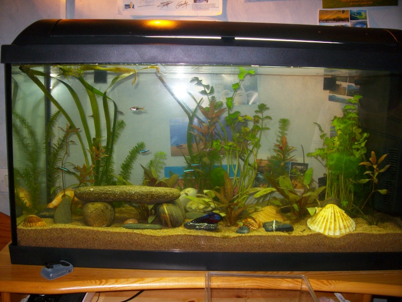 Mon aquarium de 100 litres Imgp1511