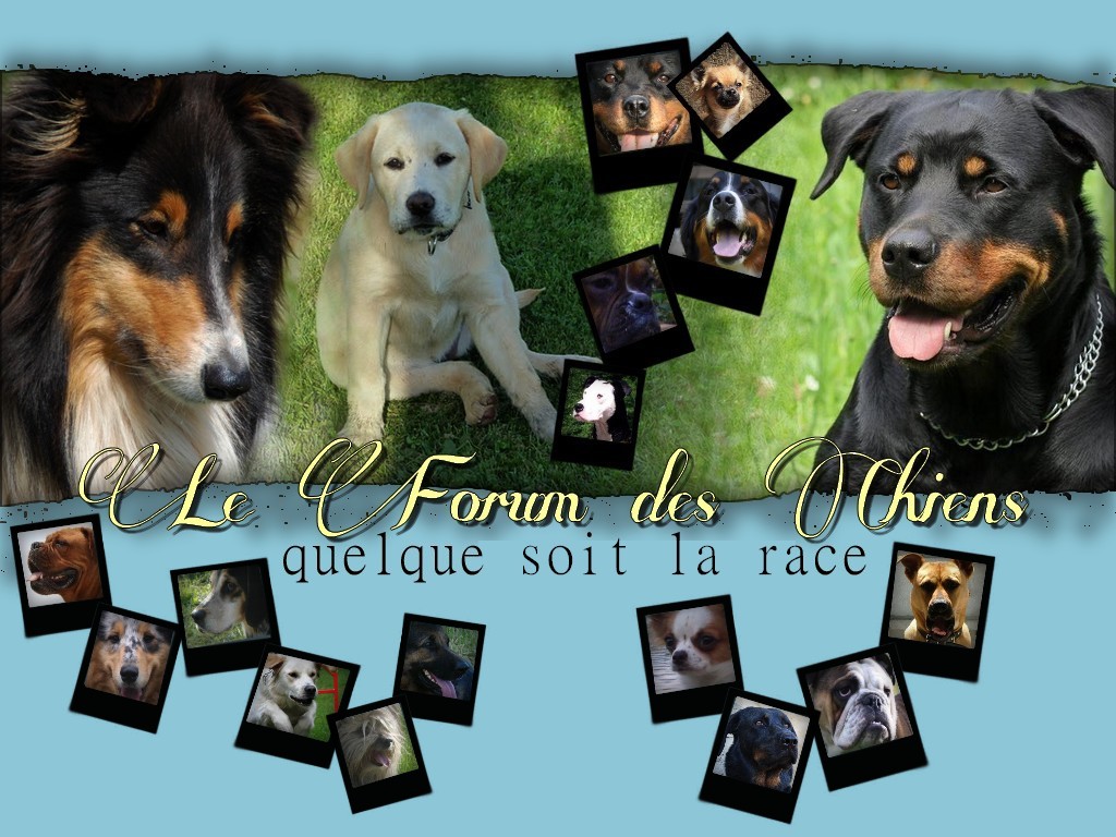 Forum des passionnés de chiens quelque soit la race