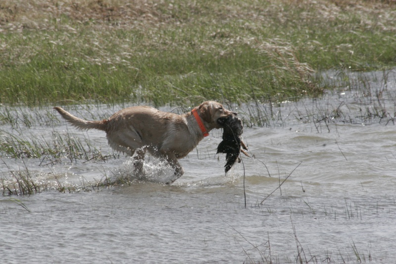 Hunt test Pictures _mg_9914