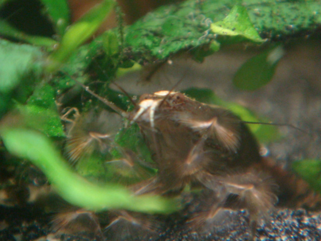 atyopsis moluccensis(crevette bambou) Dsc02710