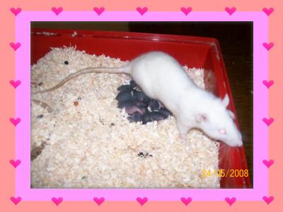mon rat Blog_d10