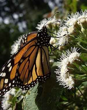 La mariposa monarca 11752610