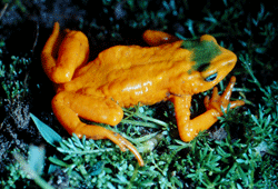 Atelopus onorei Onorei10