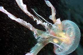 Medusa Pelagia noctiluca Sopa511