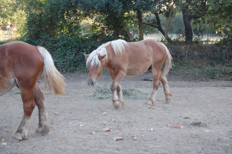 Tino et Titeuf, sauvés par Mao (2008) Dsc_0215